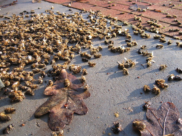 Dead honeybees in the Netherlands