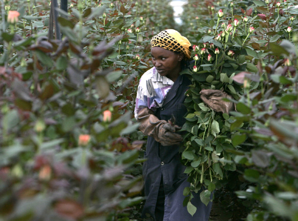 Rose picker in Kenya