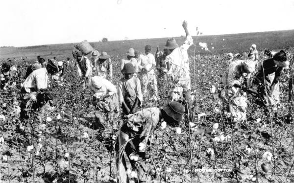 Picking cotton in Florida
