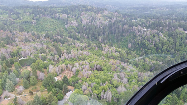 Sudden Oak Death responsible for dead tanoak trees in Oregon. (Credit: Oregon Department of Forestry)