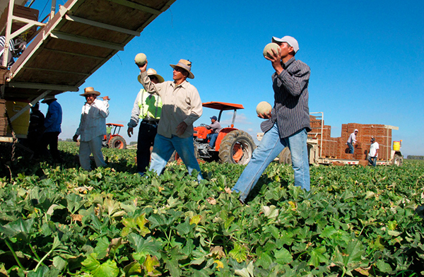 Trabajadores agrícolas en Monterey