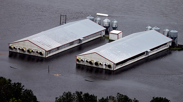 Las granjas porcinas en Lumberton, Carolina del Norte, permanecen inundadas después del paso del huracán Florence.