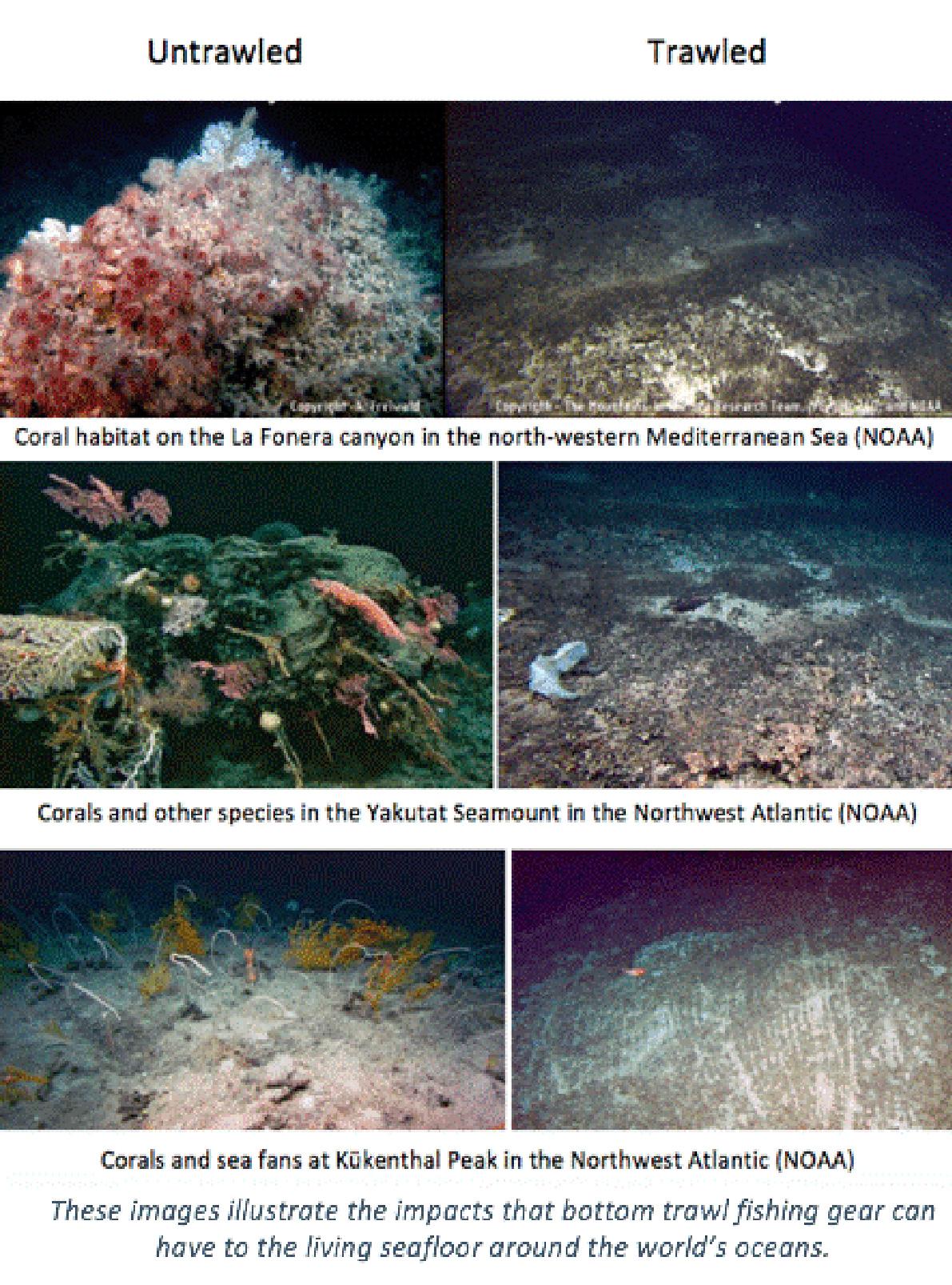Devastating effect of deep sea trawling on ocean life