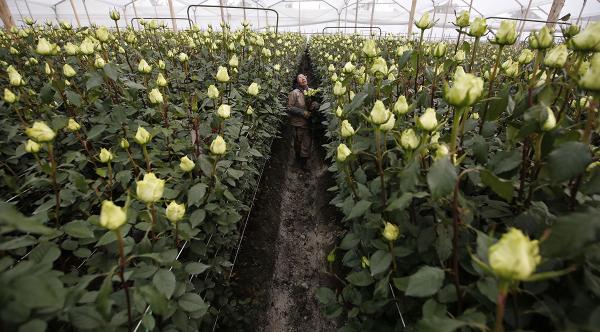 Colombia women harvest flowers in a nursery for export to U.S. for Valentines Day