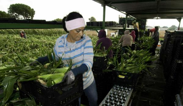 Women farmworkers harvesting corn
