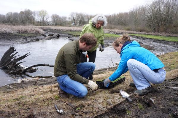 Volunteers in Connecticut help wetland restoration after Hurricane Sandy.