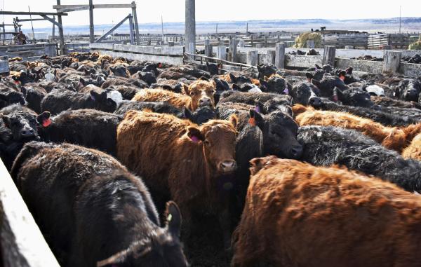 Cattle crammed in pens in Montana