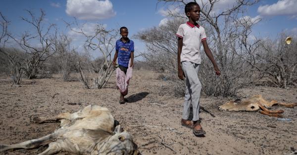 Children in Kenya, cattle killed by drought
