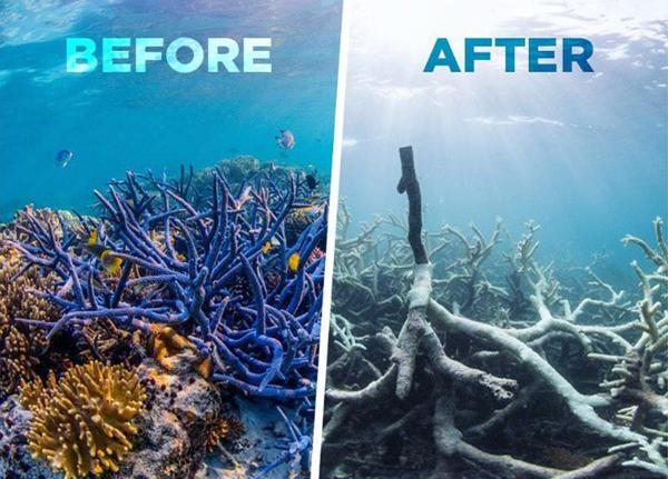 Coral Reefs before and after bleaching. 