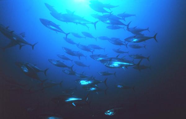 School of bluefin tuna swimming in ocean