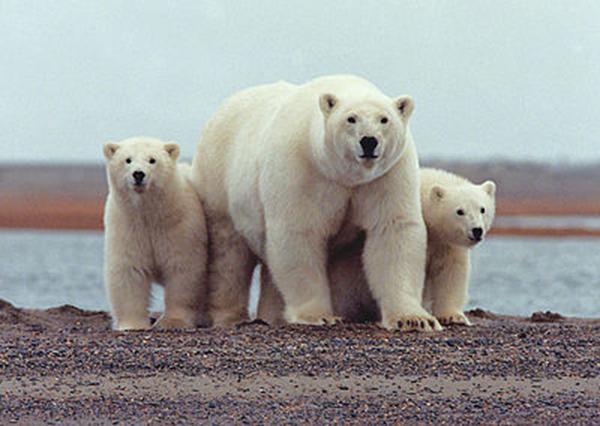 Polar bear with two young bears