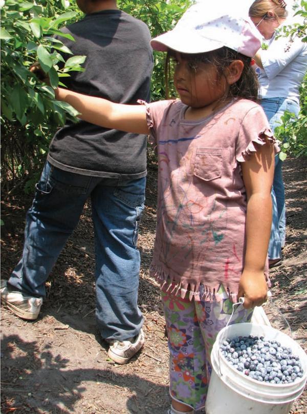 Migrant children, girl, 6, and her brother, 9, pick blueberries to increase family income.