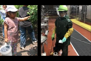 Left: Immigrant girl, 6, and her brother, 9, pick blueberries to increase family income. Right: A child (face blurred) cleaning a slaughterhouse. Packers Sanitation Services Inc. (PSSI) employed 102 children as young as 13.