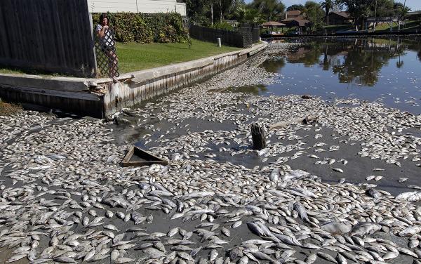 Warming oceans lead to lower oxygen levels in the water, which resulted in thousands of dead fish in Galveston, Texas, October 2012.