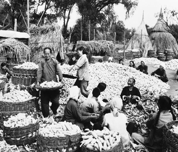 People's commune working to harvest corn crop near Peking, China, January 1959.
