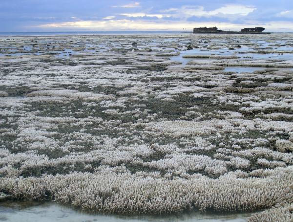 A major coral bleaching event on part of the Great Barrier Reef.