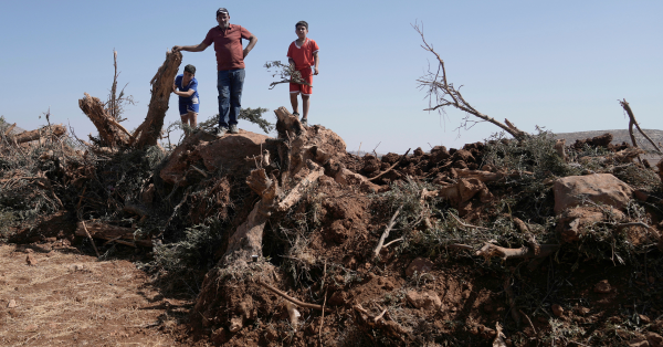 Palestinian farmer and his children check the olive trees that were uprooted from their land by an Israeli military raid in the West Bank village of Al-Mughayyir, August 24, 2025.