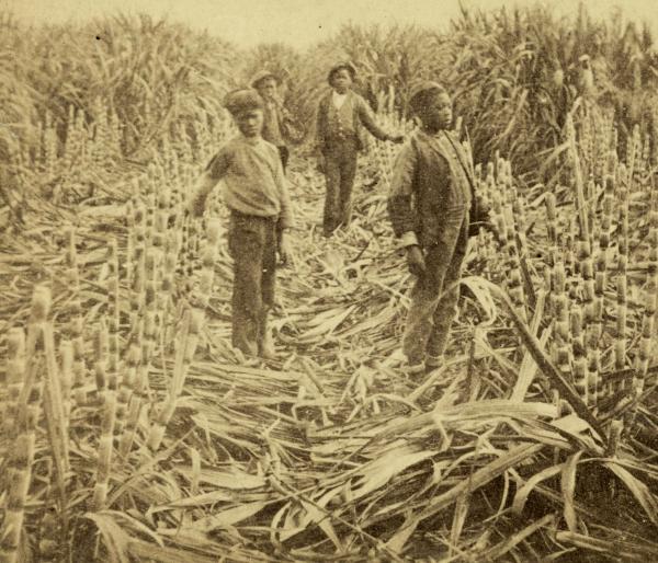 Children labor on a Louisiana sugarcane plantation, c.1885.