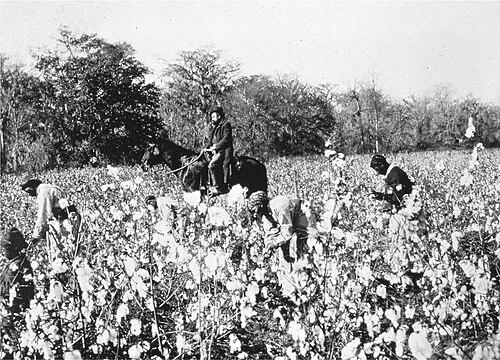 Slaves picking cotton while being observed by an overseer on horseback, c. 1850