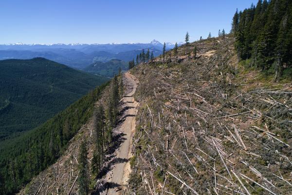Logged trees in the Prince of Wales Range, British Columbia, Canada, May 31, 2026.