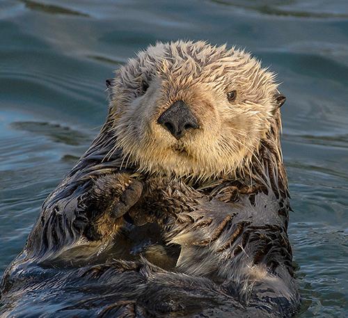 6-Sea_Otter_Enhydra_lutris-Photo-Marshal-Hedin-San-Diego-Wiki-Commons-600px.jpg