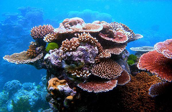Coral_Outcrop_Flynn_Reef-600px.jpg