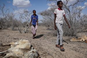 Children in Kenya, cattle killed by drought