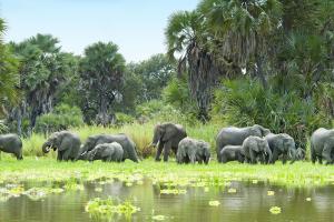The Selous Game Reserve in Tanzania, with grazing elephants,  is under threat from pressure for uranium mining. 