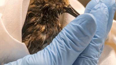 Oil covered bird