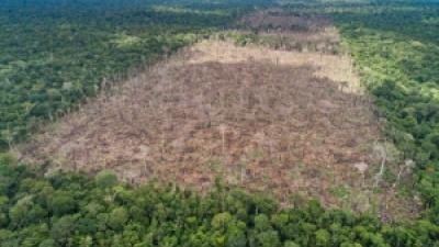 Deforestation in the Amazon