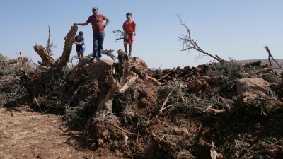 Palestinian farmer and his children check the olive trees that were uprooted from their land by an Israeli military raid in the West Bank village of Al-Mughayyir, August 24, 2025.