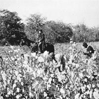 Slaves picking cotton while being observed by an overseer on horseback, c. 1850