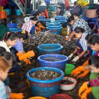 Thailand-Shrimp-workers-AP_216697381999-600px.jpg